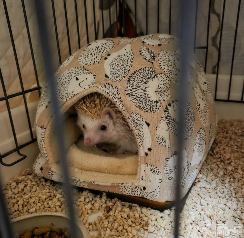 ��Į����Х��顦����֥���� �ץ���� ����(����� �ץ���� ������) ��ǵ���ʤߤ�1��3���̥�֥�����😆��