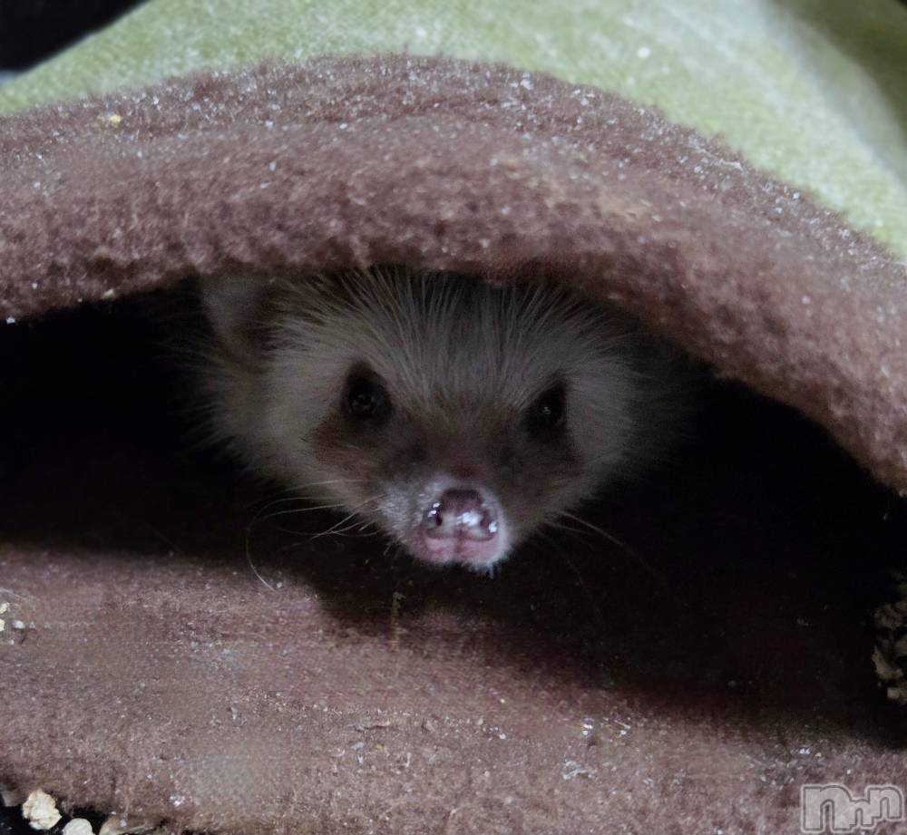 ��Į����Х��顦����֥���� �ץ���� ����(����� �ץ���� ������) ��ǵ���ʤߤ�1��8���̥�֥�����😎��