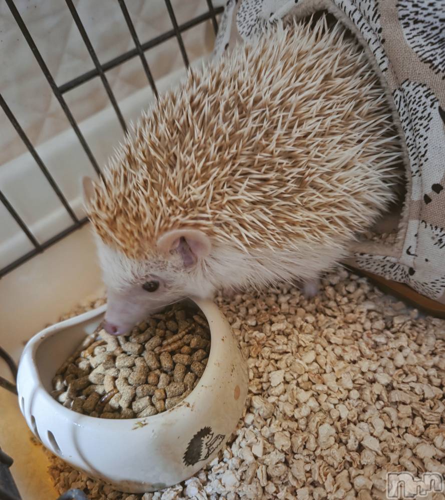 ��Į����Х��顦����֥���� �ץ���� ����(����� �ץ���� ������) ��ǵ���ʤߤ�1��8���̥�֥�����😋��