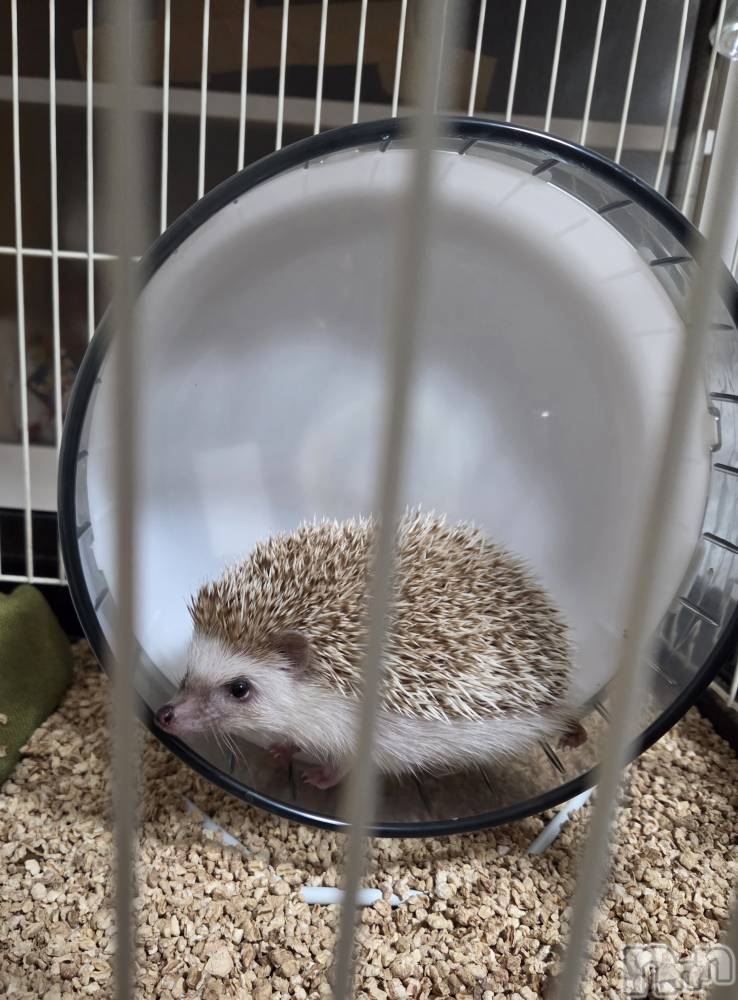 ��Į����Х��顦����֥���� �ץ���� ����(����� �ץ���� ������) ��ǵ���ʤߤ�1��15���̥�֥�����😄��