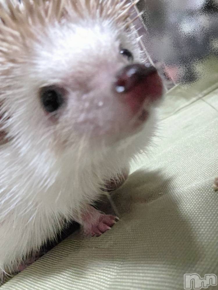 ��Į����Х��顦����֥���� �ץ���� ����(����� �ץ���� ������) ��ǵ���ʤߤ�1��30���̥�֥�����😂��