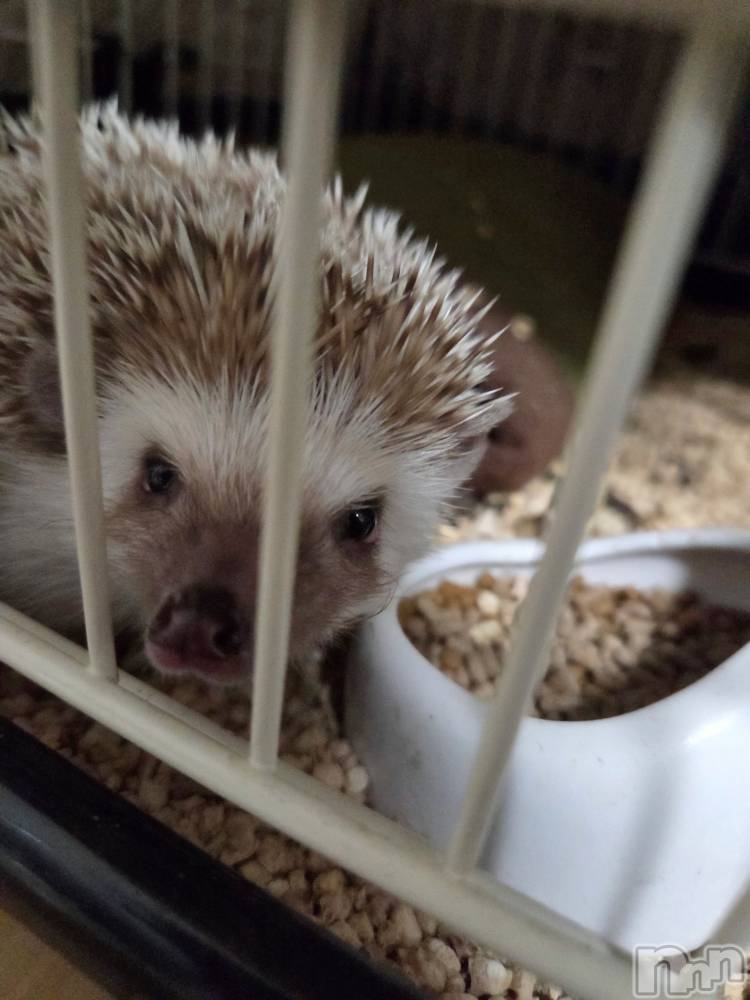 ��Į����Х��顦����֥���� �ץ���� ����(����� �ץ���� ������) ��ǵ���ʤߤ�2��27���̥�֥�����😅��