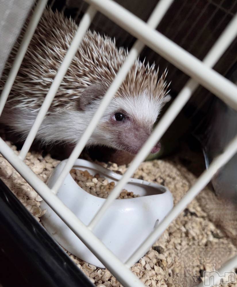 ��Į����Х��顦����֥���� �ץ���� ����(����� �ץ���� ������) ��ǵ���ʤߤ�3��5���̥�֥�����😗��