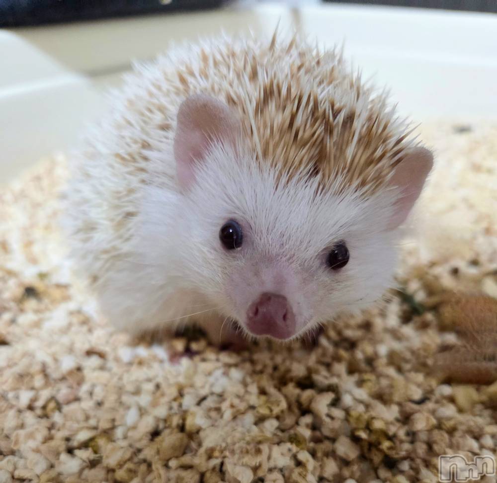 ��Į����Х��顦����֥���� �ץ���� ����(����� �ץ���� ������) ��ǵ���ʤߤ�3��26���̥�֥�����😍��