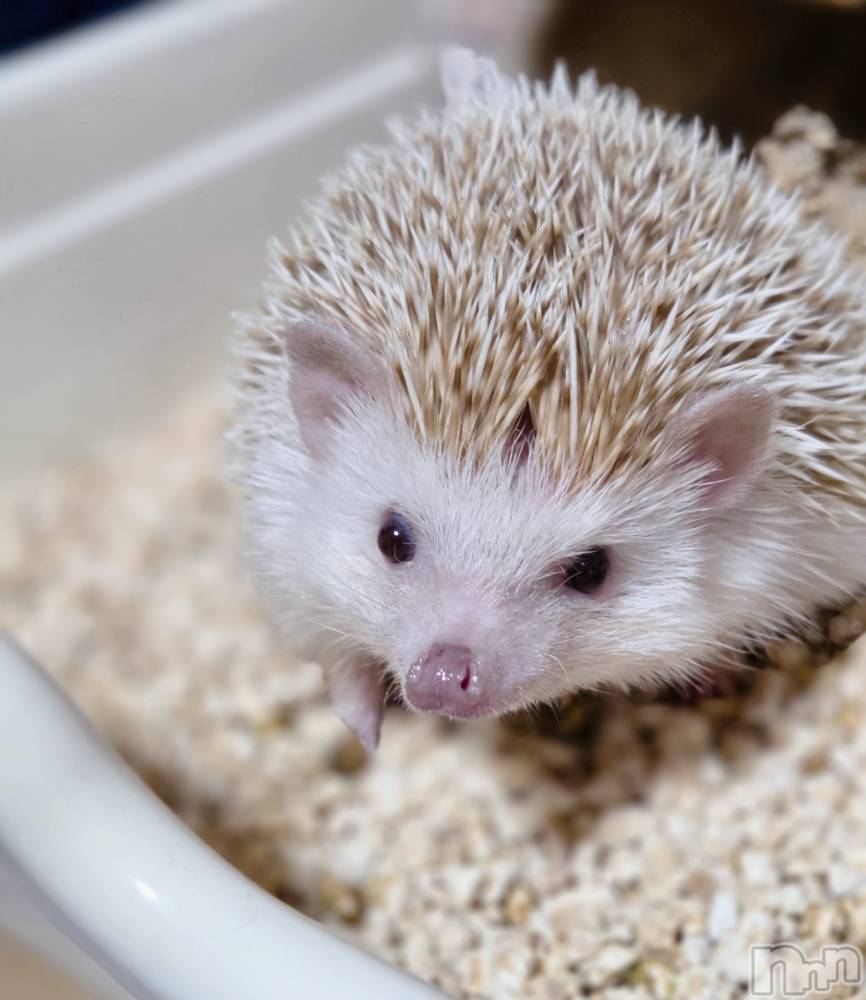 ��Į����Х��顦����֥���� �ץ���� ����(����� �ץ���� ������) ��ǵ���ʤߤ�3��27���̥�֥�����🙃��