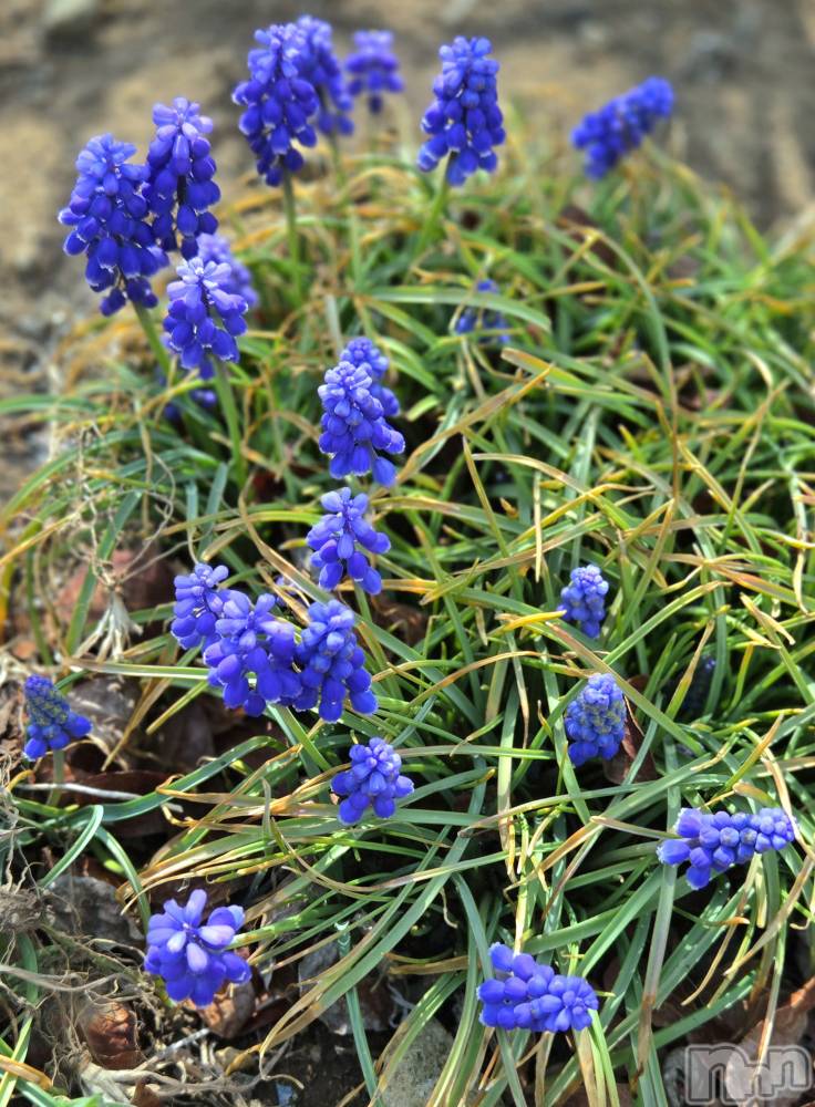 ��Į����Х��顦����֥���� �ץ���� ����(����� �ץ���� ������) ��ǵ���ʤߤ�3��30���̥�֥�����🤩��