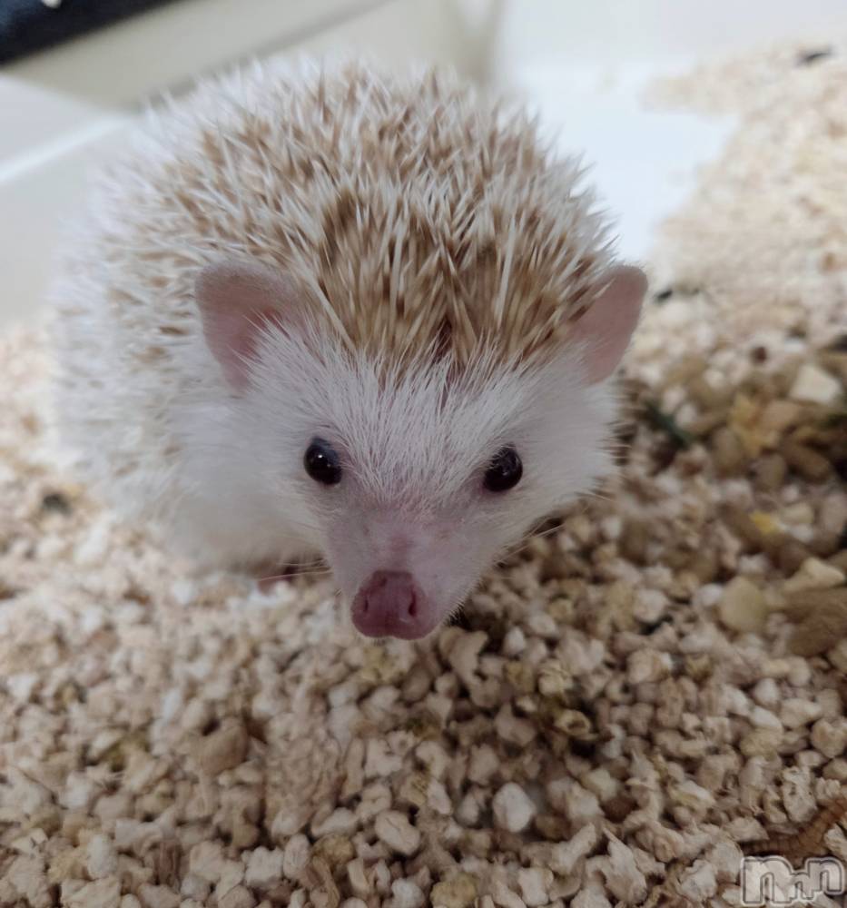 ��Į����Х��顦����֥���� �ץ���� ����(����� �ץ���� ������) ��ǵ���ʤߤ�4��3���̥�֥�����😳��