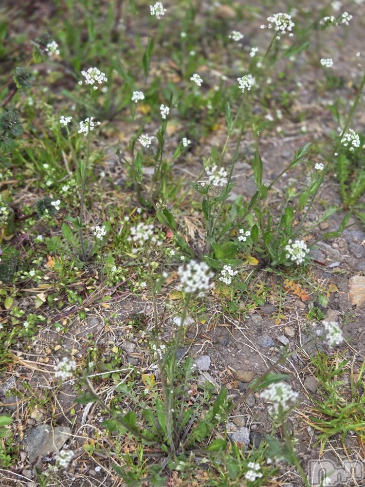 ��Į����Х��顦����֥���� �ץ���� ����(����� �ץ���� ������) ��ǵ���ʤߤ�4��3���̥�֥�����😗��