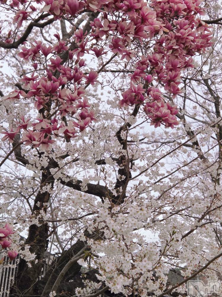 ��Į����Х��顦����֥���� �ץ���� ����(����� �ץ���� ������) ��ǵ���ʤߤ�4��10���̥�֥�����🌸��