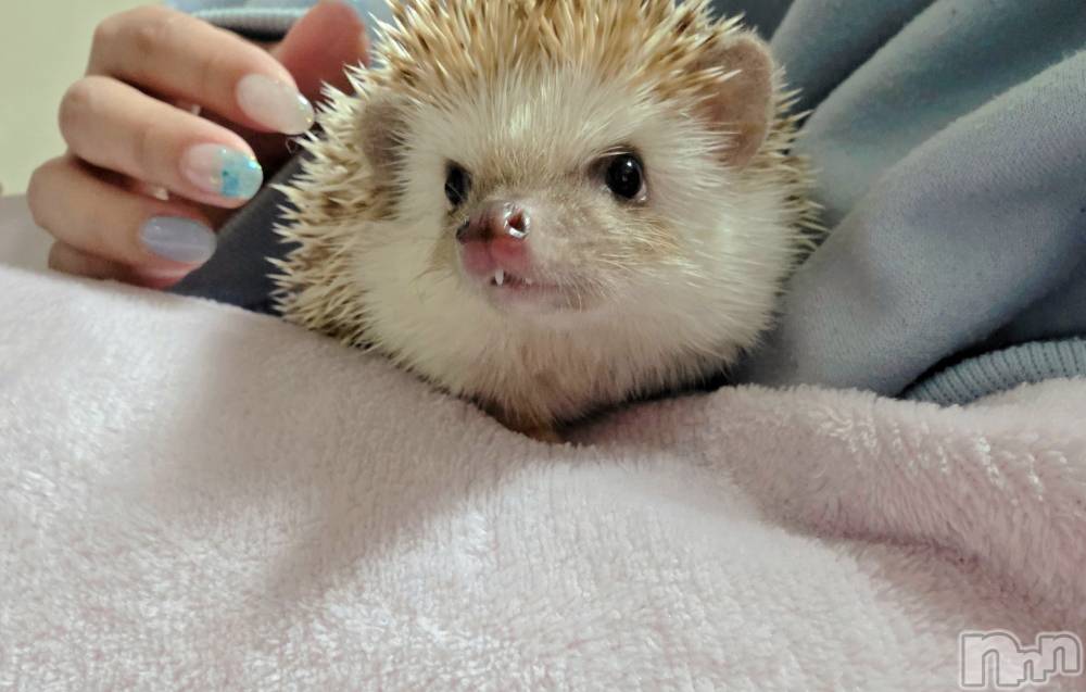 ��Į����Х��顦����֥���� �ץ���� ����(����� �ץ���� ������) ��ǵ���ʤߤ�4��23���̥�֥�����🩷��