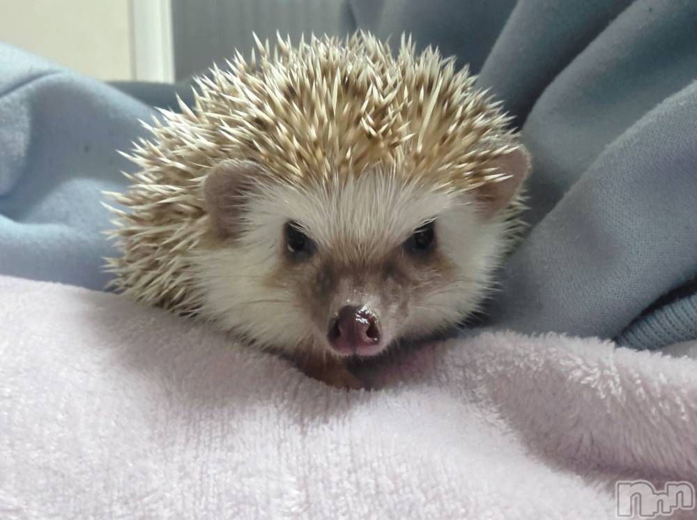 ��Į����Х��顦����֥���� �ץ���� ����(����� �ץ���� ������) ��ǵ���ʤߤ�4��24���̥�֥�����😏��