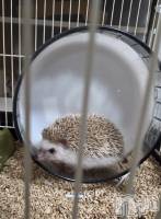 ��Į����Х��顦����֥���� �ץ���� ����(����� �ץ���� ������) ��ǵ���ʤߤ�1��15���̥�֥�����😄��