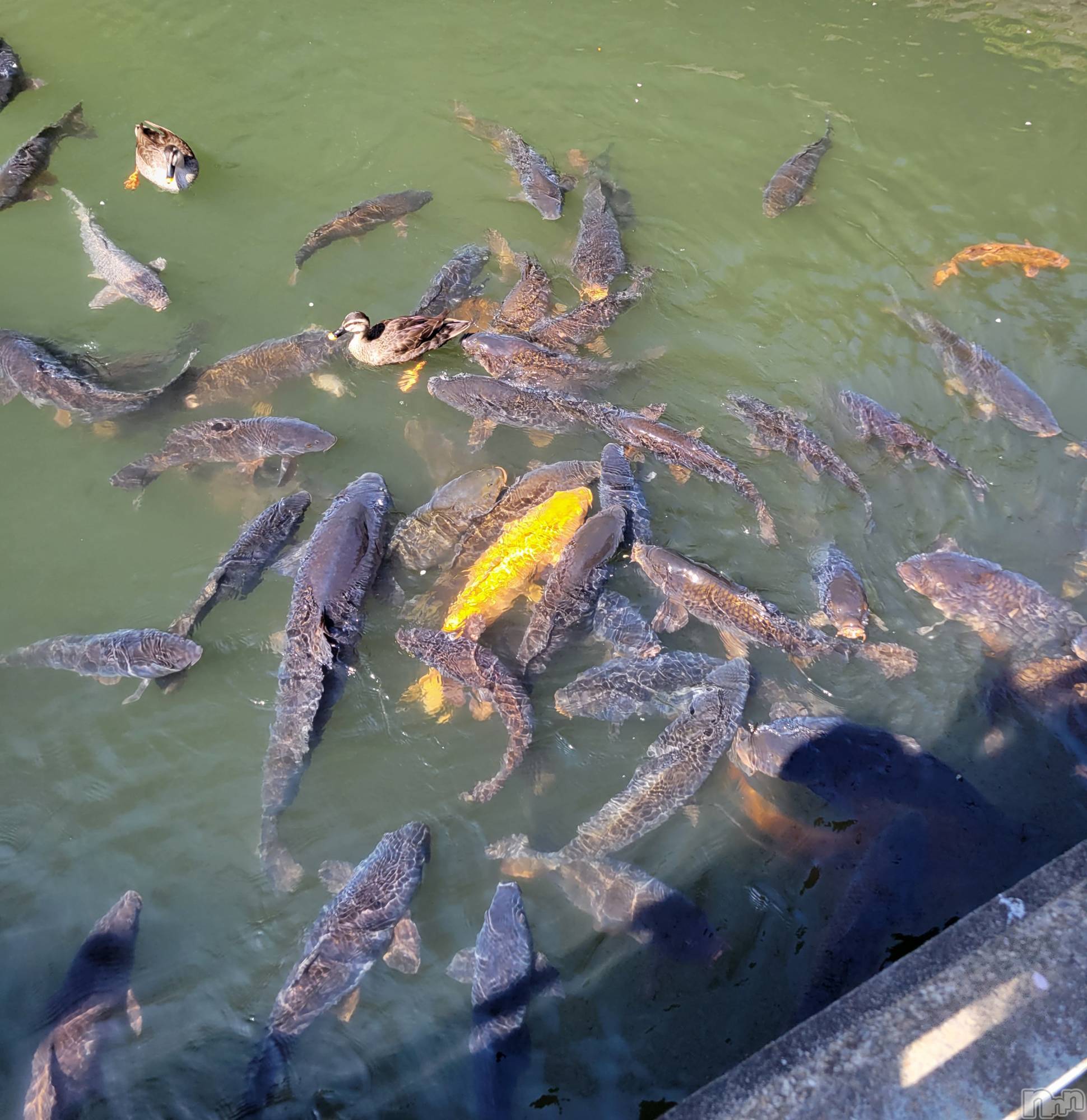 ĮХ顦֥ ץ ( ץ ) 2023ǯ328̥֥🐟