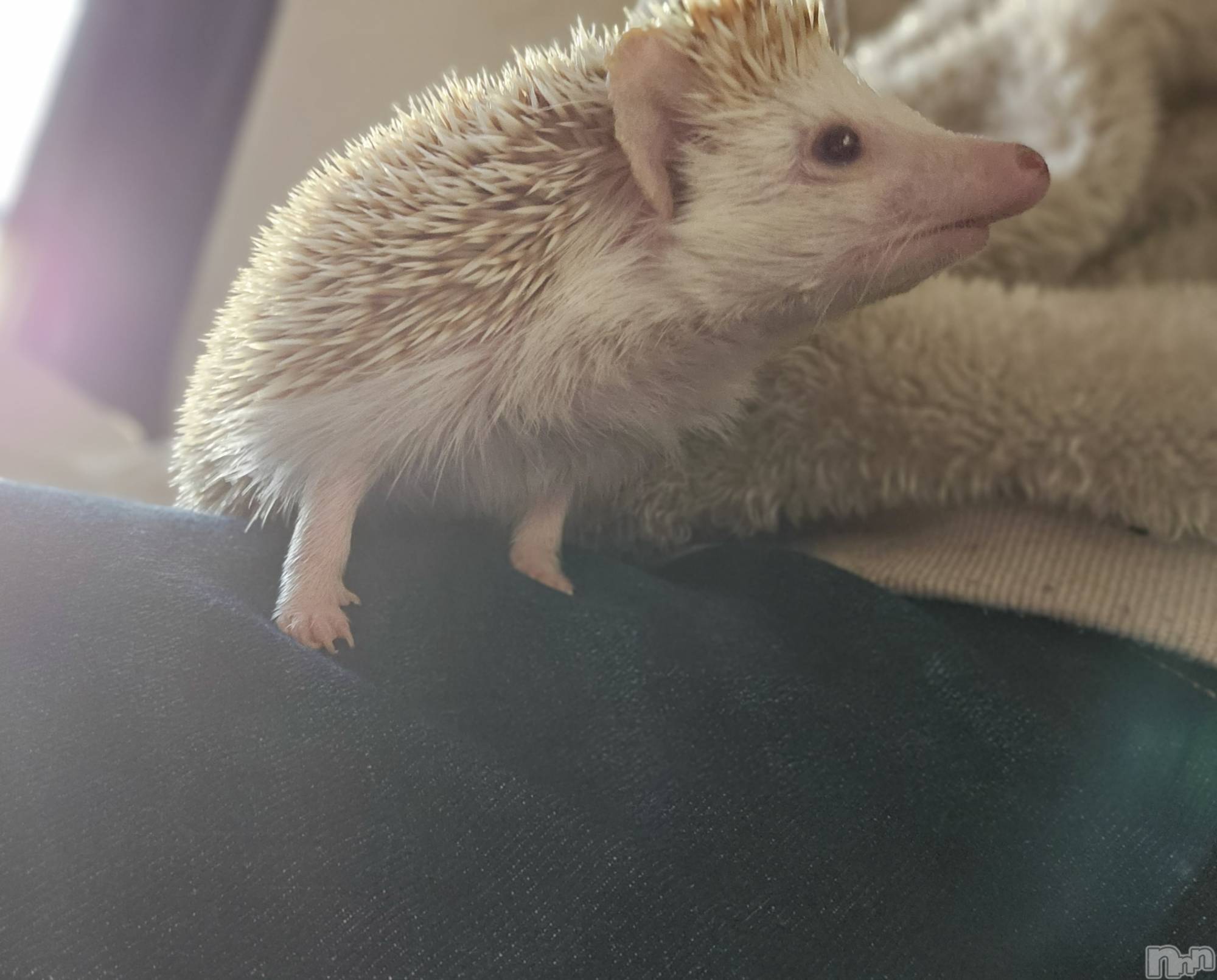 ĮХ顦֥ ץ ( ץ ) 2023ǯ1222̥֥🦔