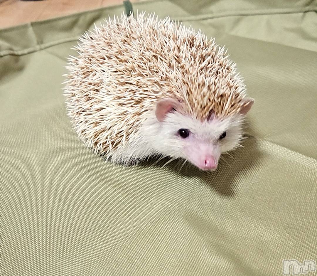ĮХ顦֥ ץ ( ץ ) 2025ǯ62̥֥🦔