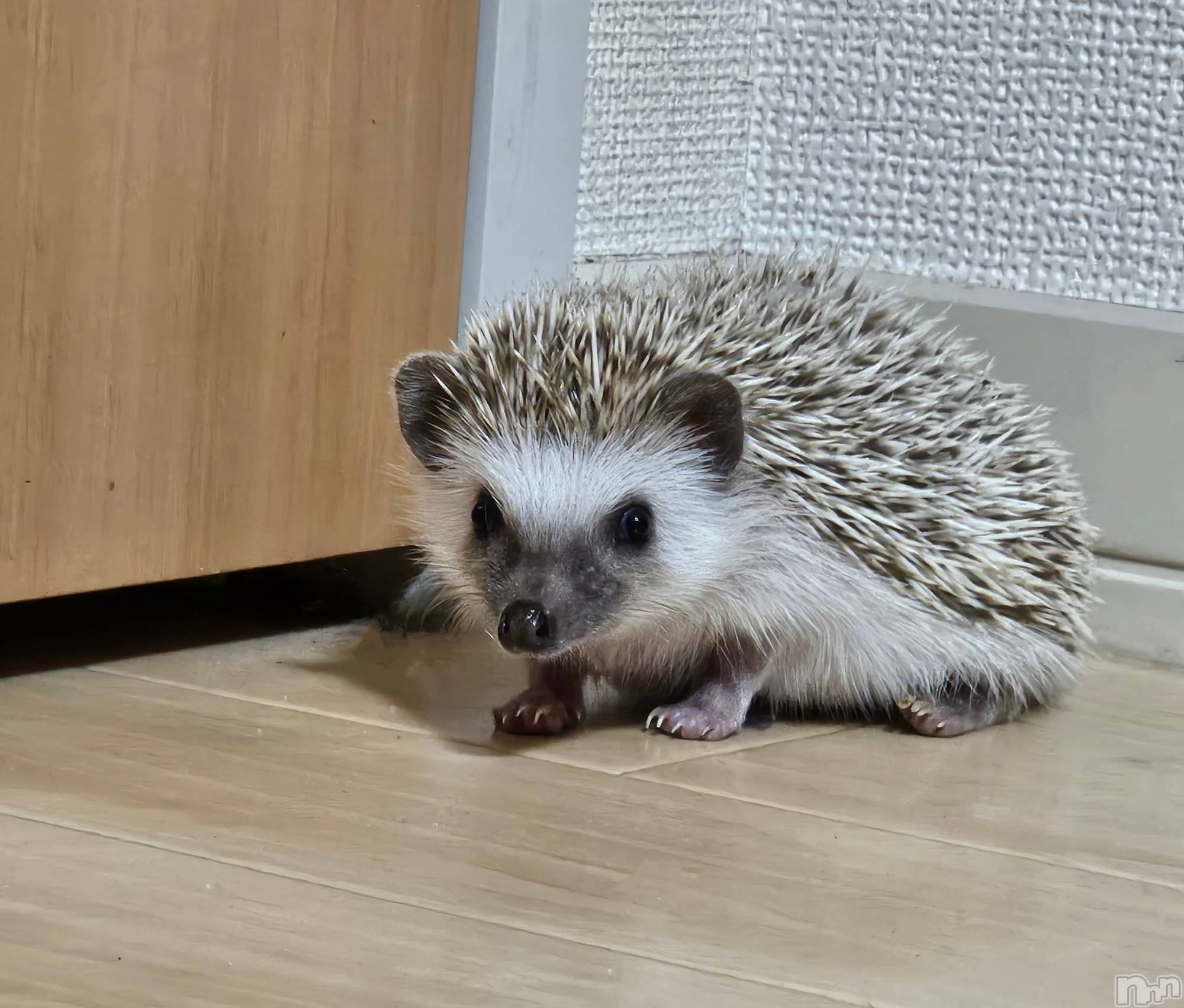 ĮХ顦֥ ץ ( ץ ) 2025ǯ78̥֥🦔