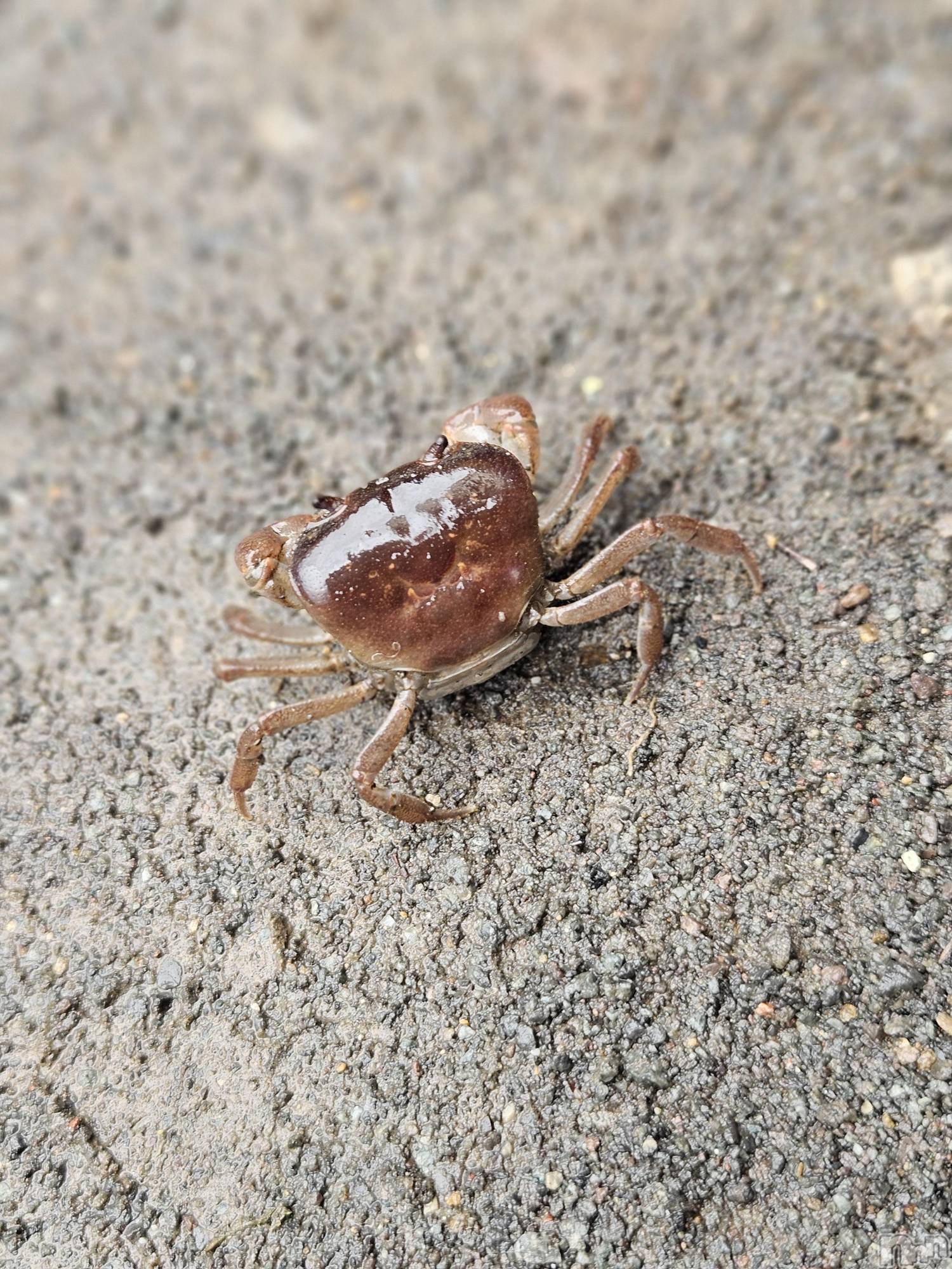 ĮХ顦֥ ץ ( ץ ) 2025ǯ813̥֥🦀