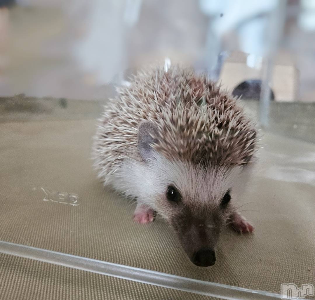 ĮХ顦֥ ץ ( ץ ) 2025ǯ815̥֥🥰