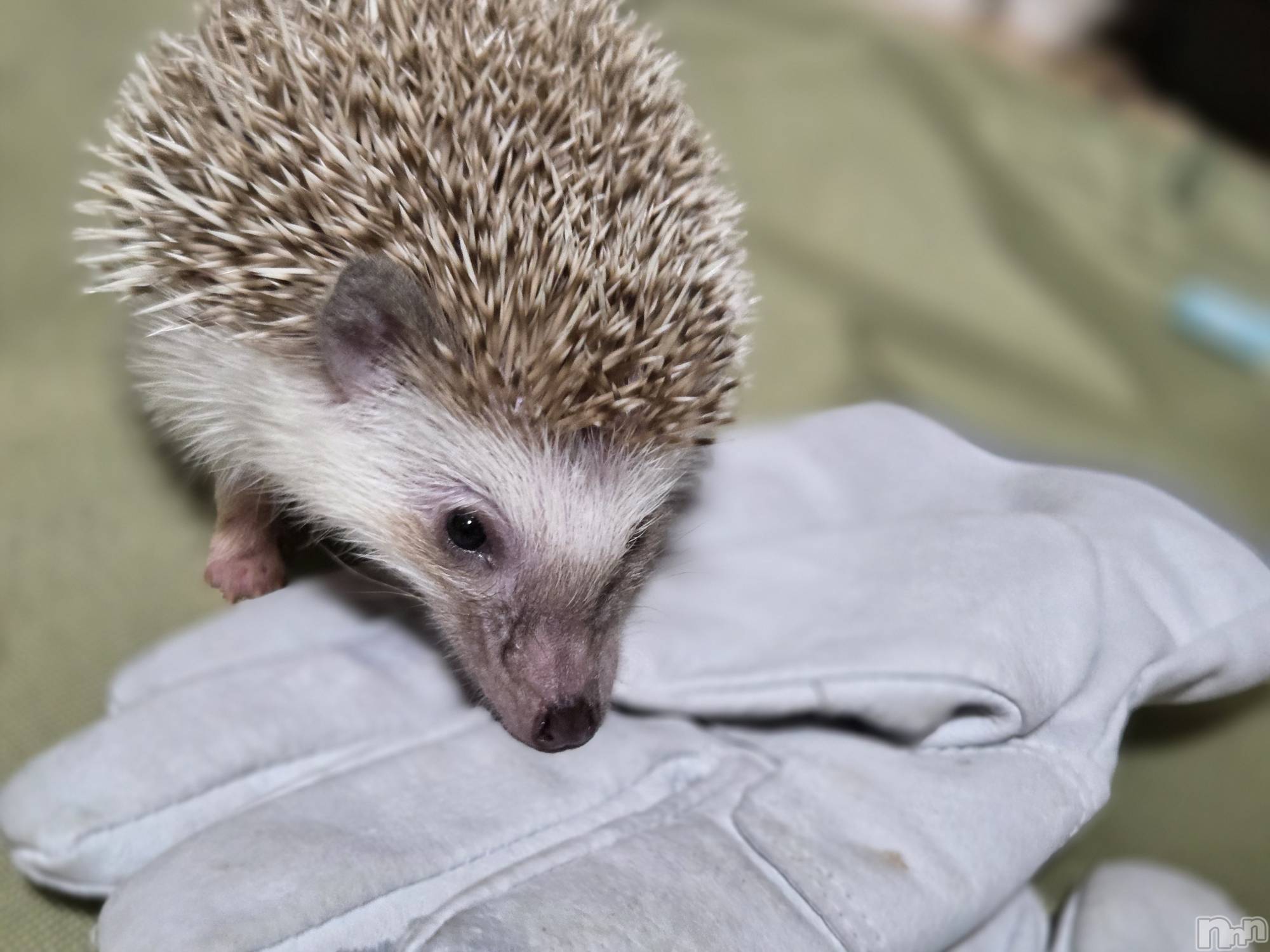 ĮХ顦֥ ץ ( ץ ) 2025ǯ1025̥֥✋