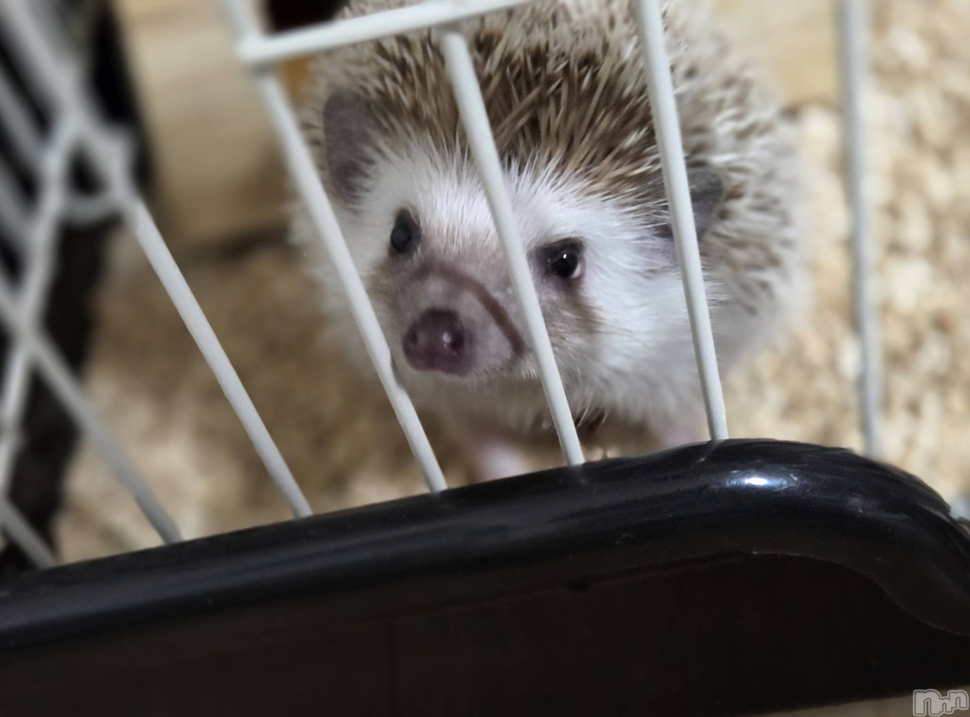 ĮХ顦֥ ץ ( ץ ) 2025ǯ111̥֥☺️