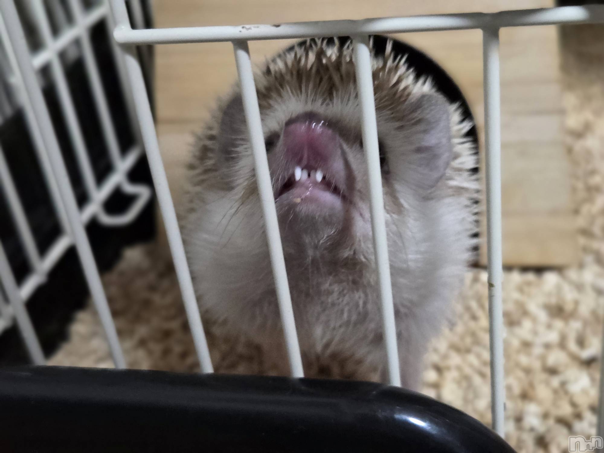 ��Į����Х��顦����֥���� �ץ���� ����(����� �ץ���� ������) ��2025ǯ11��4���̥�֥�����🦷��