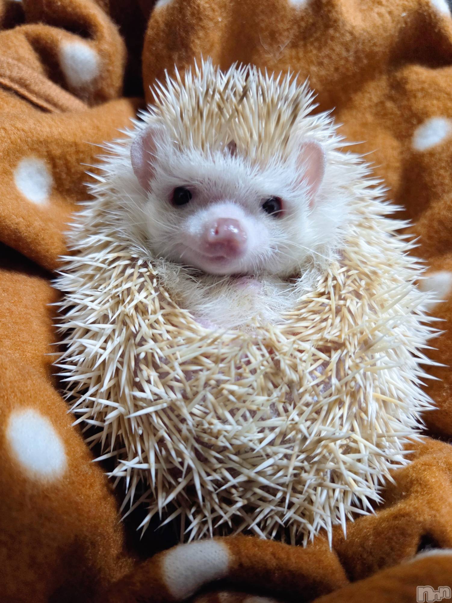 ĮХ顦֥ ץ ( ץ ) 2025ǯ116̥֥😆