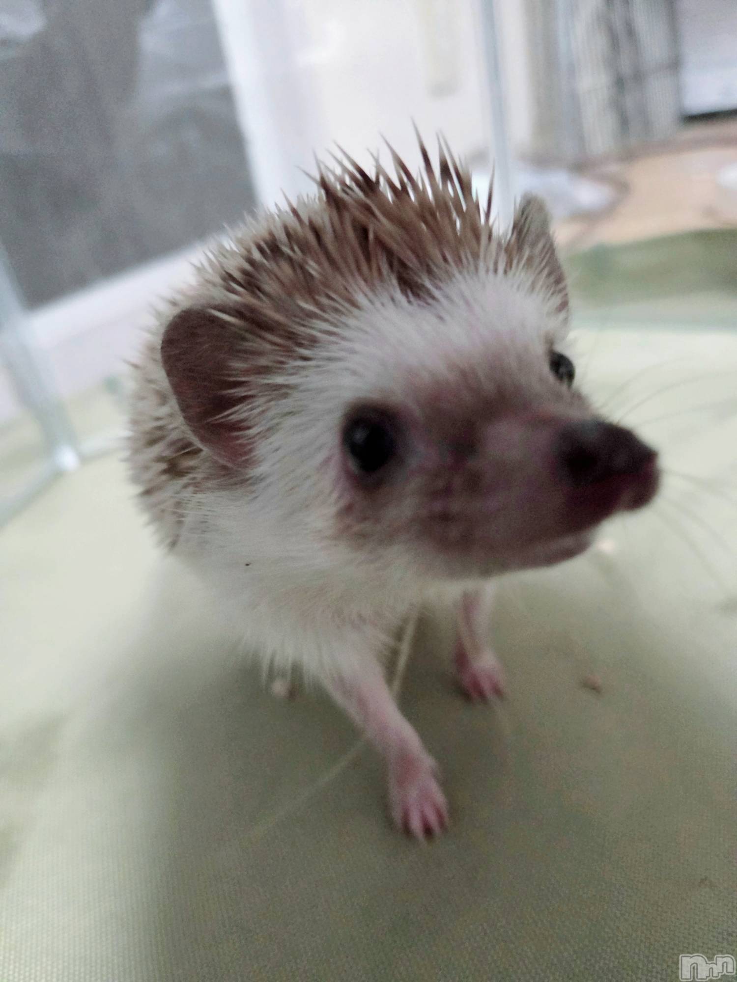 ĮХ顦֥ ץ ( ץ ) 2025ǯ116̥֥😌