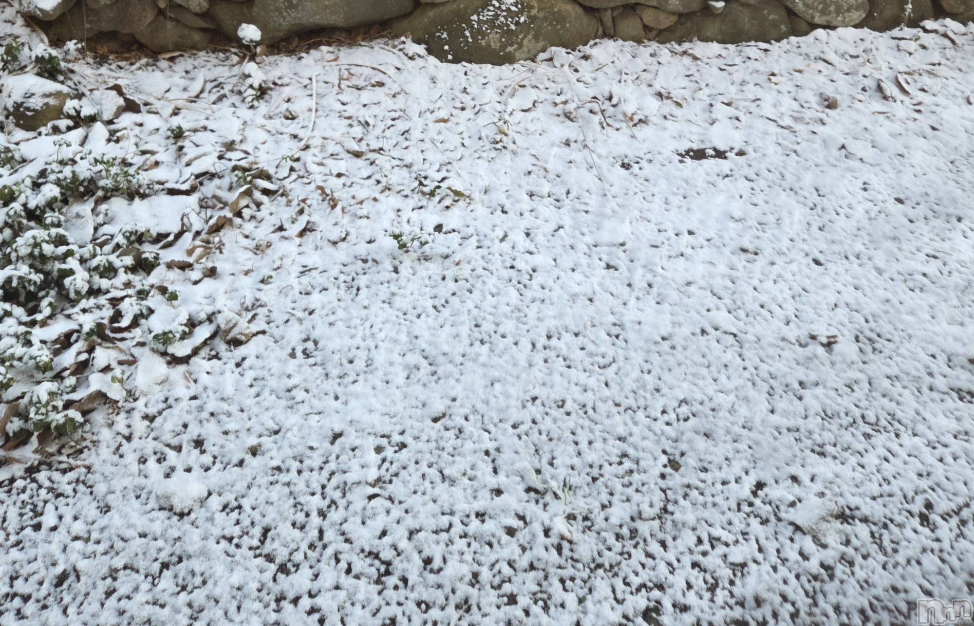 ĮХ顦֥ ץ ( ץ ) 2025ǯ124̥֥☺️