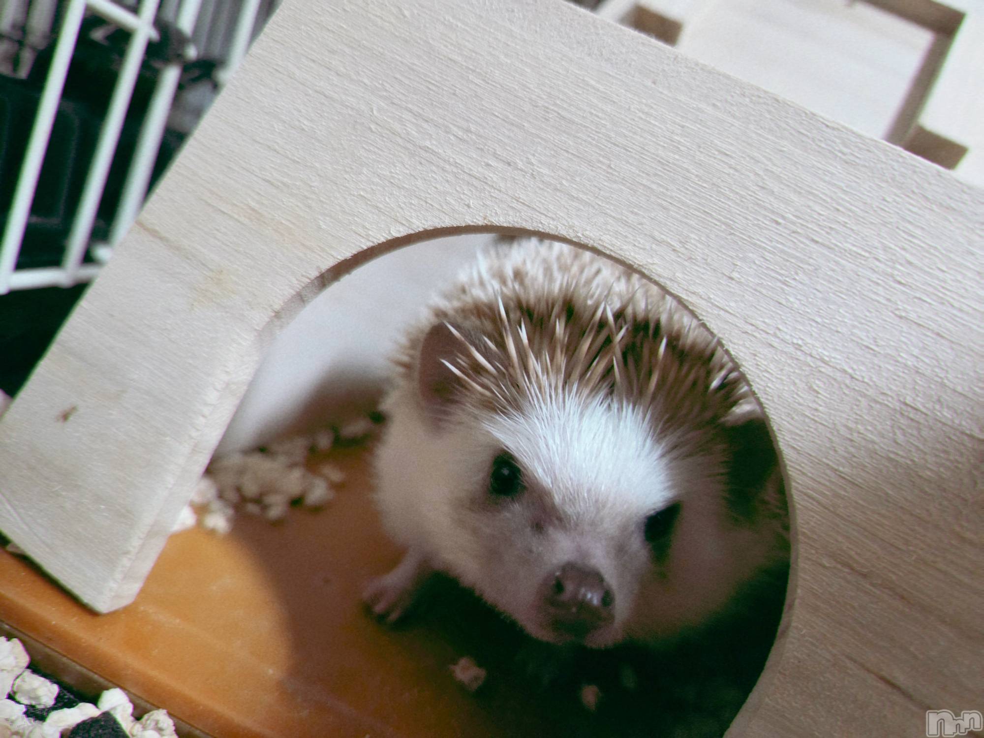 ĮХ顦֥ ץ ( ץ ) 2025ǯ125̥֥😊