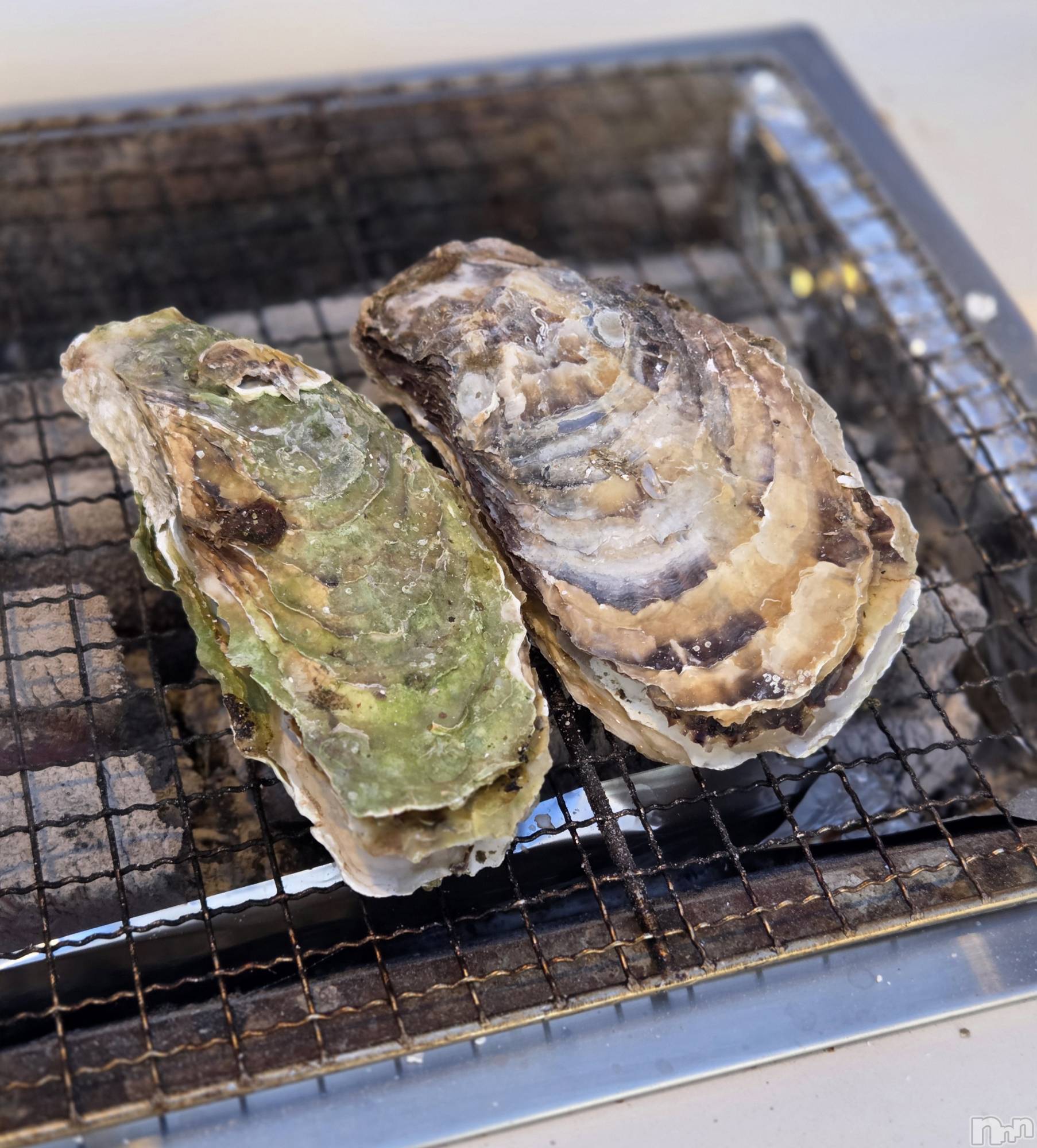 ��Į����Х��顦����֥���� �ץ���� ����(����� �ץ���� ������) ��2025ǯ12��23���̥�֥�����🦪��