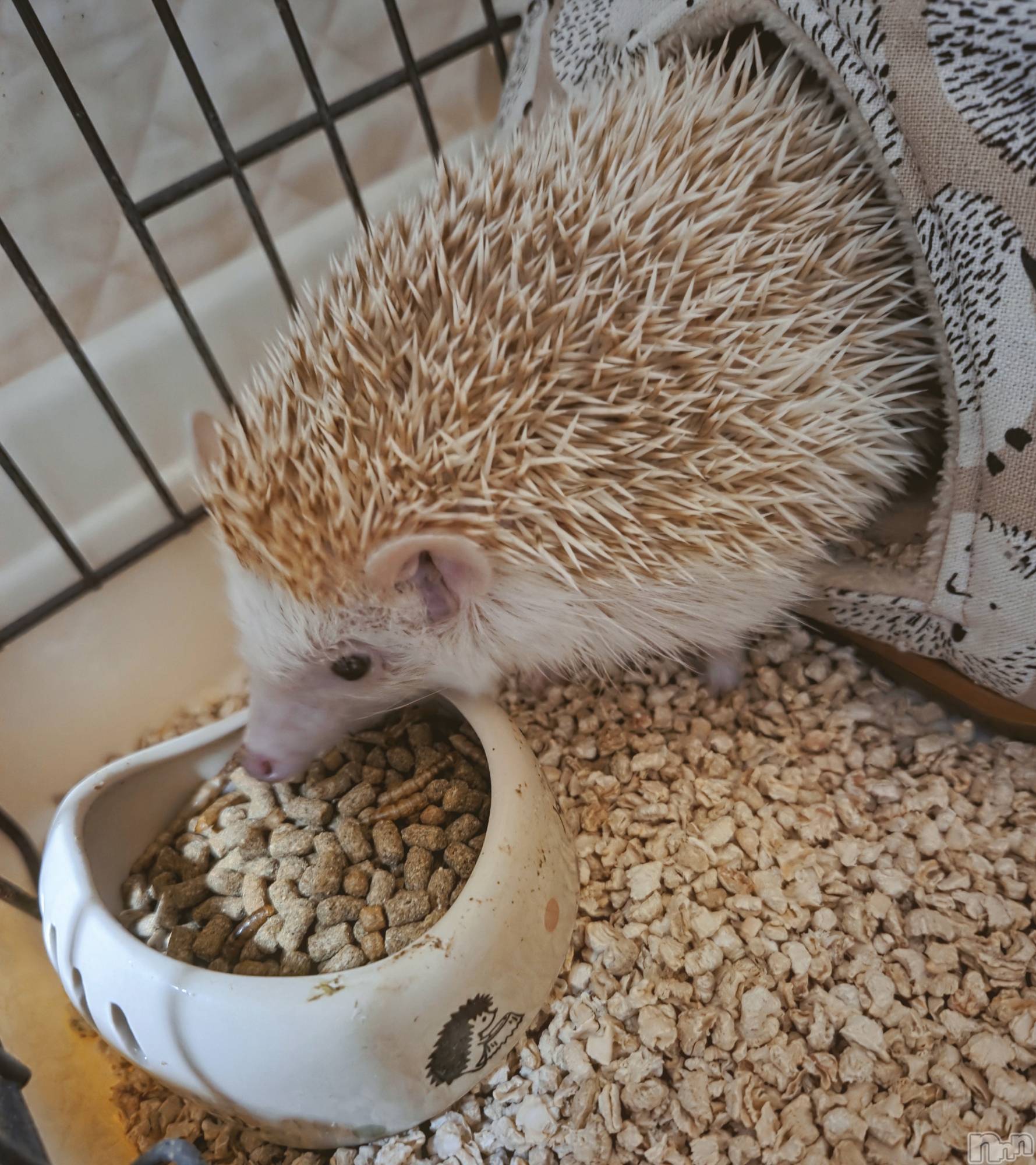 ��Į����Х��顦����֥���� �ץ���� ����(����� �ץ���� ������) ��2026ǯ1��8���̥�֥�����😋��