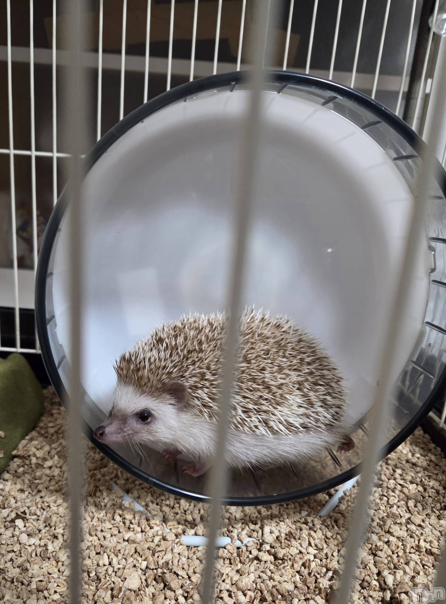 ��Į����Х��顦����֥���� �ץ���� ����(����� �ץ���� ������) ��2026ǯ1��15���̥�֥�����😄��