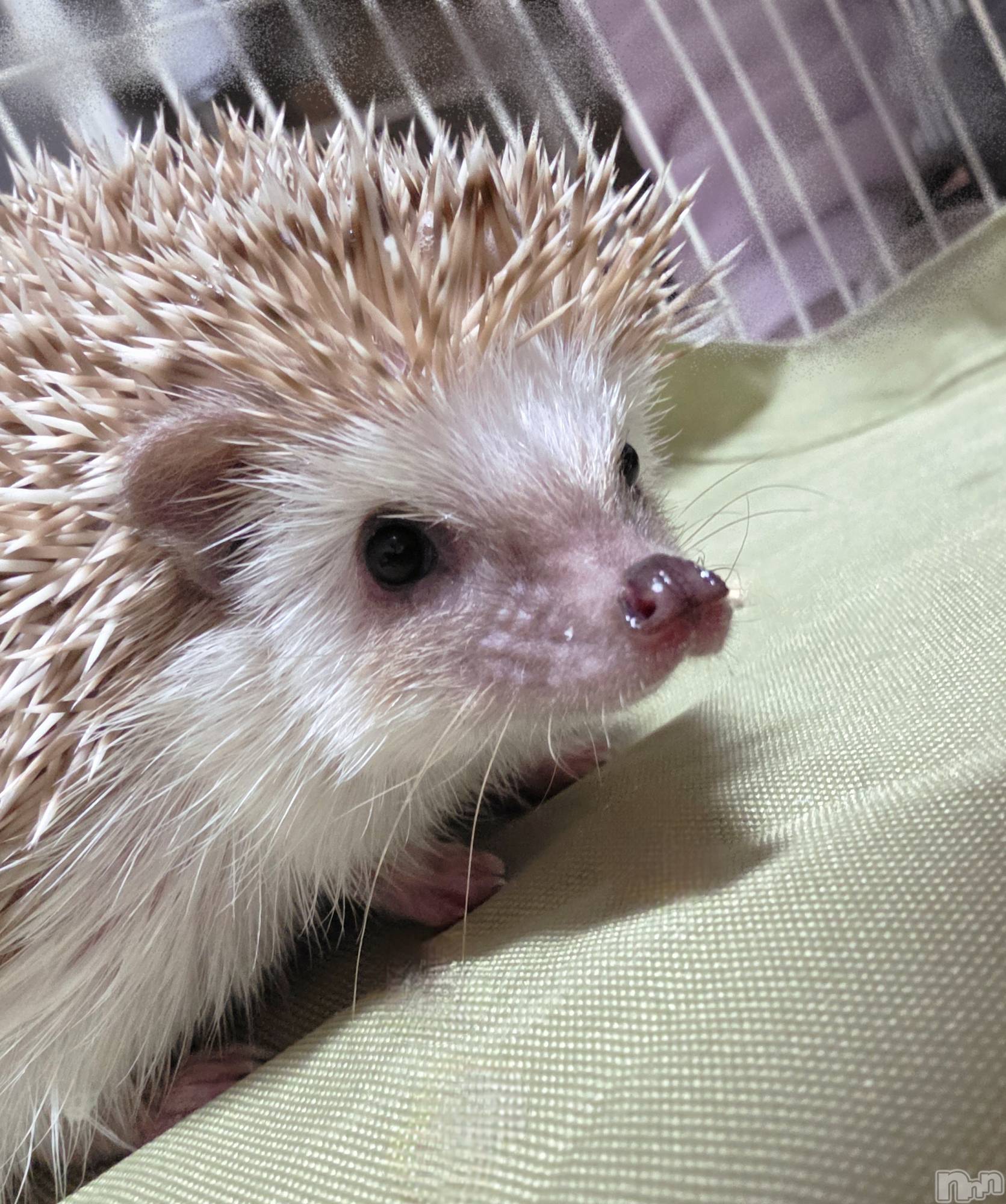 ��Į����Х��顦����֥���� �ץ���� ����(����� �ץ���� ������) ��2026ǯ1��23���̥�֥�����☺️��