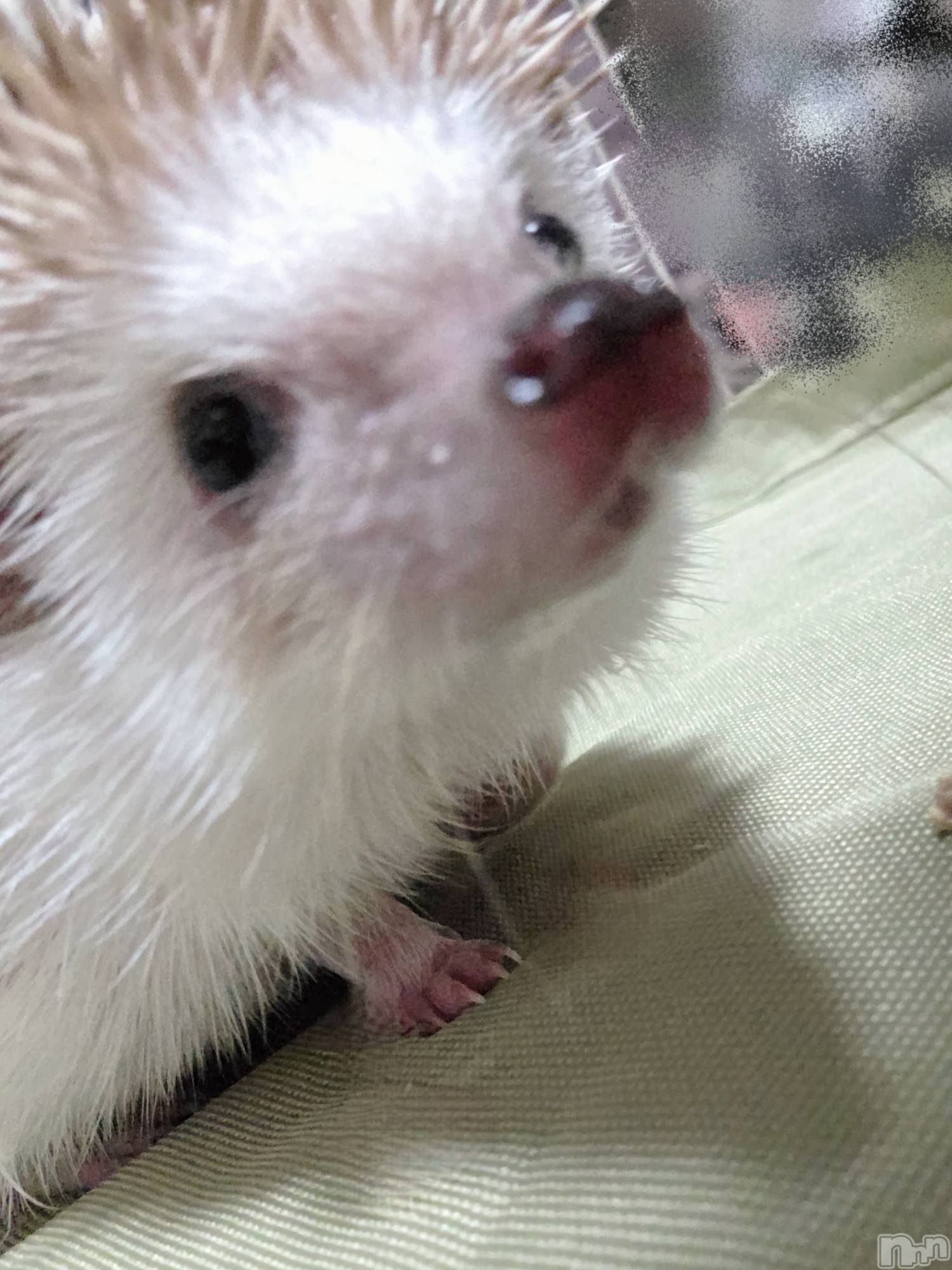 ��Į����Х��顦����֥���� �ץ���� ����(����� �ץ���� ������) ��2026ǯ1��30���̥�֥�����😂��