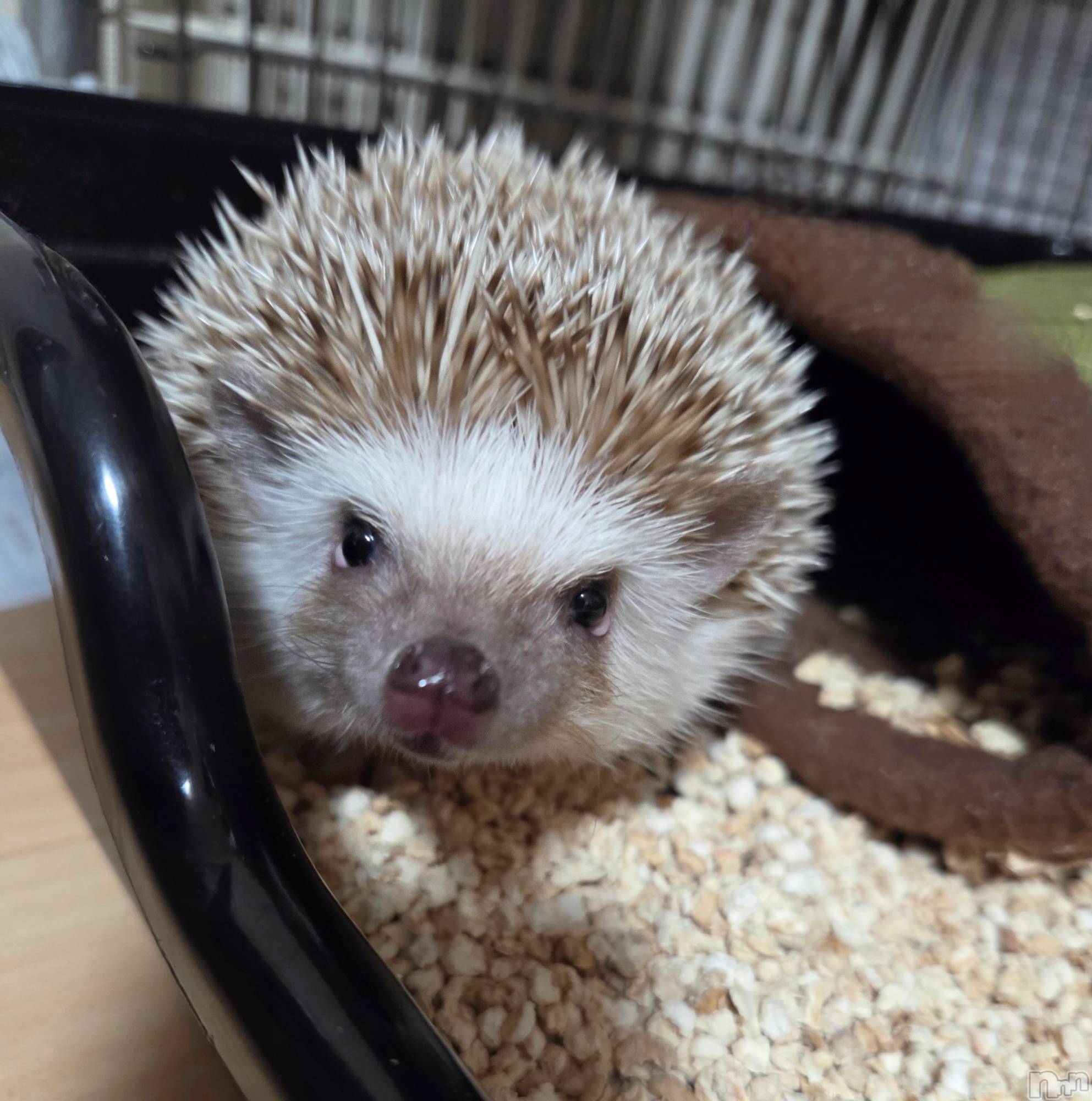 ��Į����Х��顦����֥���� �ץ���� ����(����� �ץ���� ������) ��2026ǯ3��13���̥�֥�����😌��