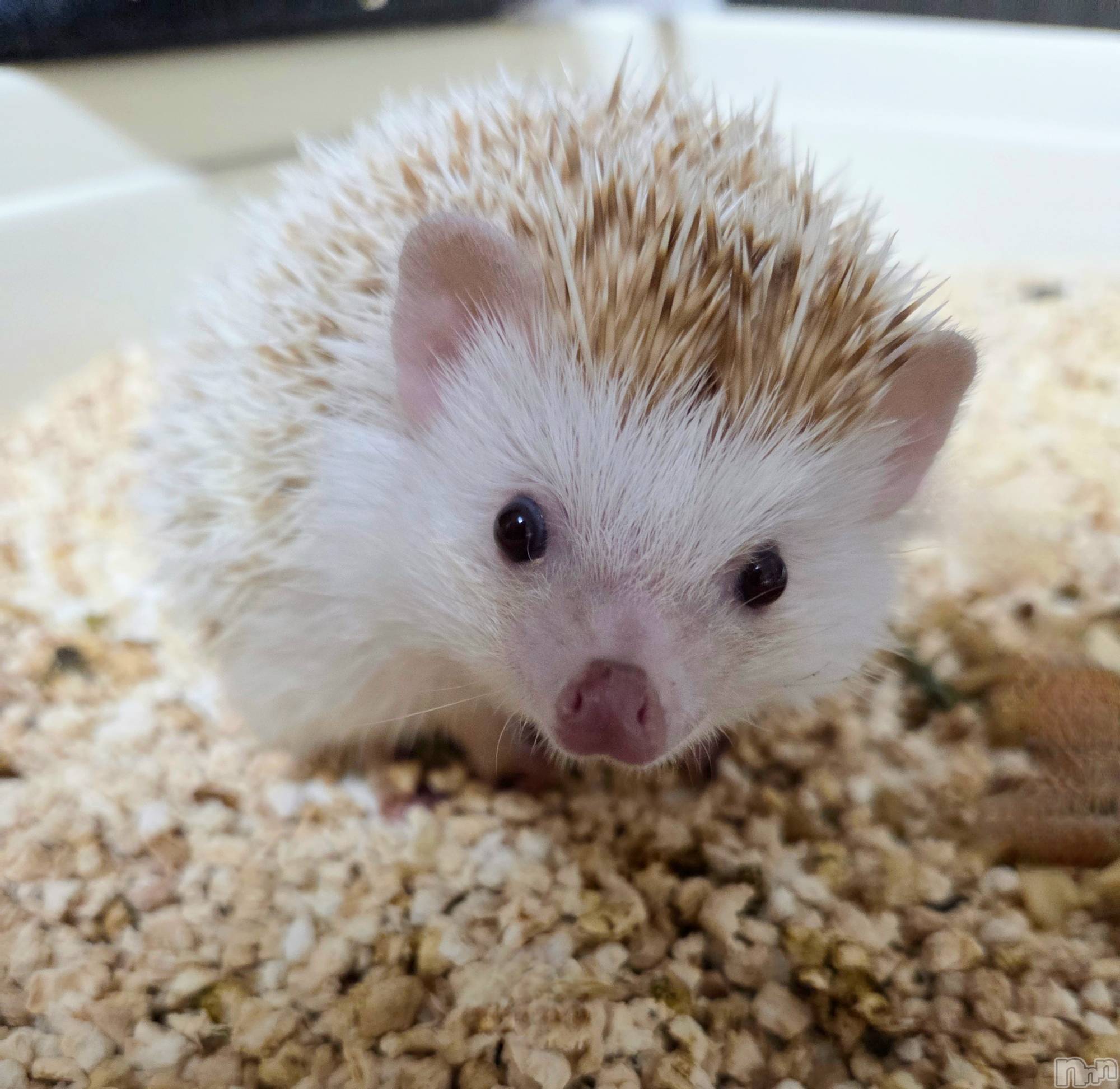 ��Į����Х��顦����֥���� �ץ���� ����(����� �ץ���� ������) ��2026ǯ3��26���̥�֥�����😍��