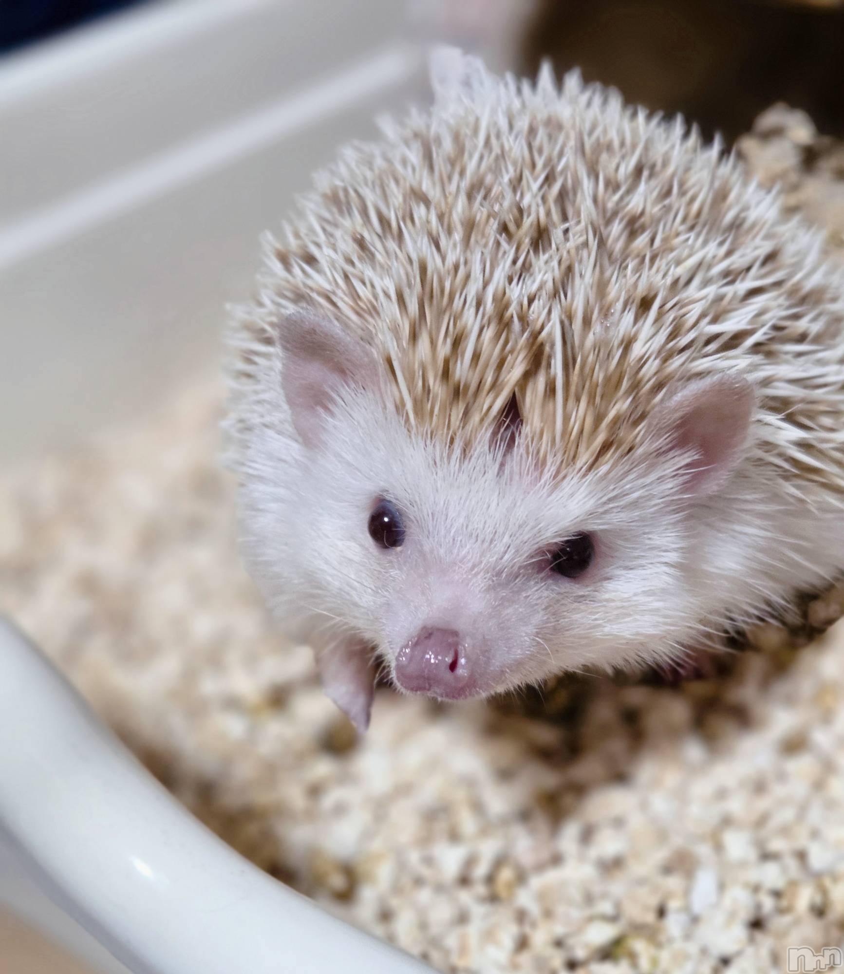 ��Į����Х��顦����֥���� �ץ���� ����(����� �ץ���� ������) ��2026ǯ3��27���̥�֥�����🙃��