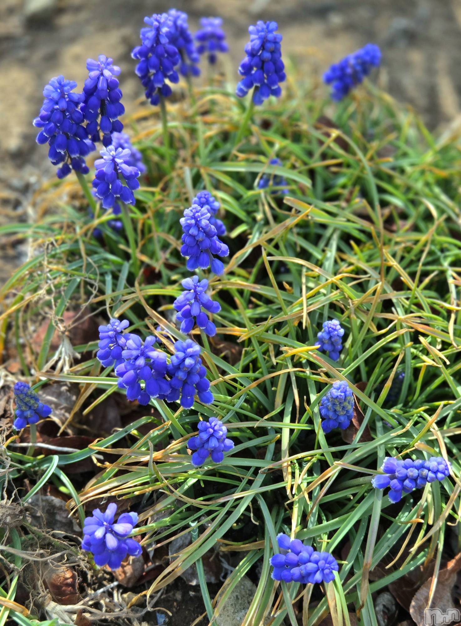 ��Į����Х��顦����֥���� �ץ���� ����(����� �ץ���� ������) ��2026ǯ3��30���̥�֥�����🤩��