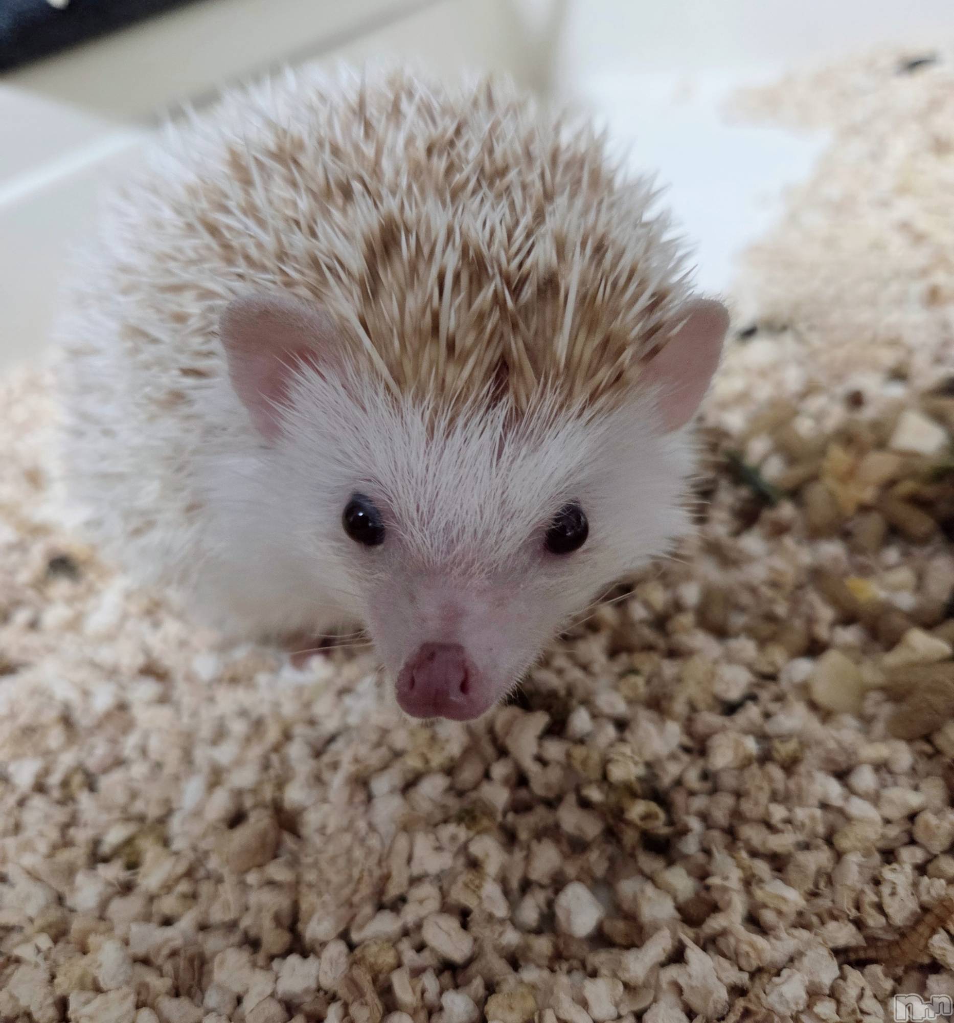 ��Į����Х��顦����֥���� �ץ���� ����(����� �ץ���� ������) ��2026ǯ4��3���̥�֥�����😳��