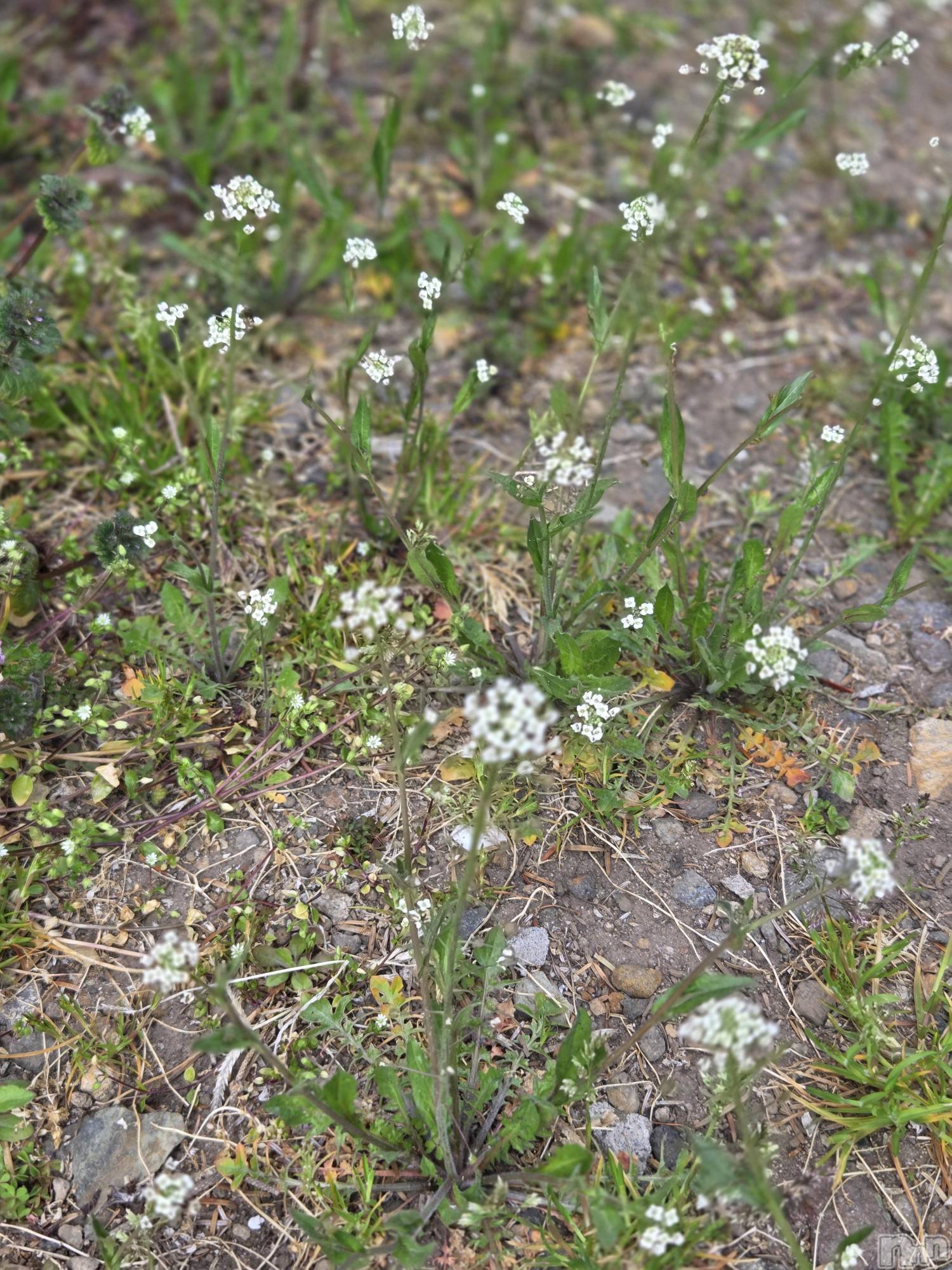 ��Į����Х��顦����֥���� �ץ���� ����(����� �ץ���� ������) ��2026ǯ4��3���̥�֥�����😗��