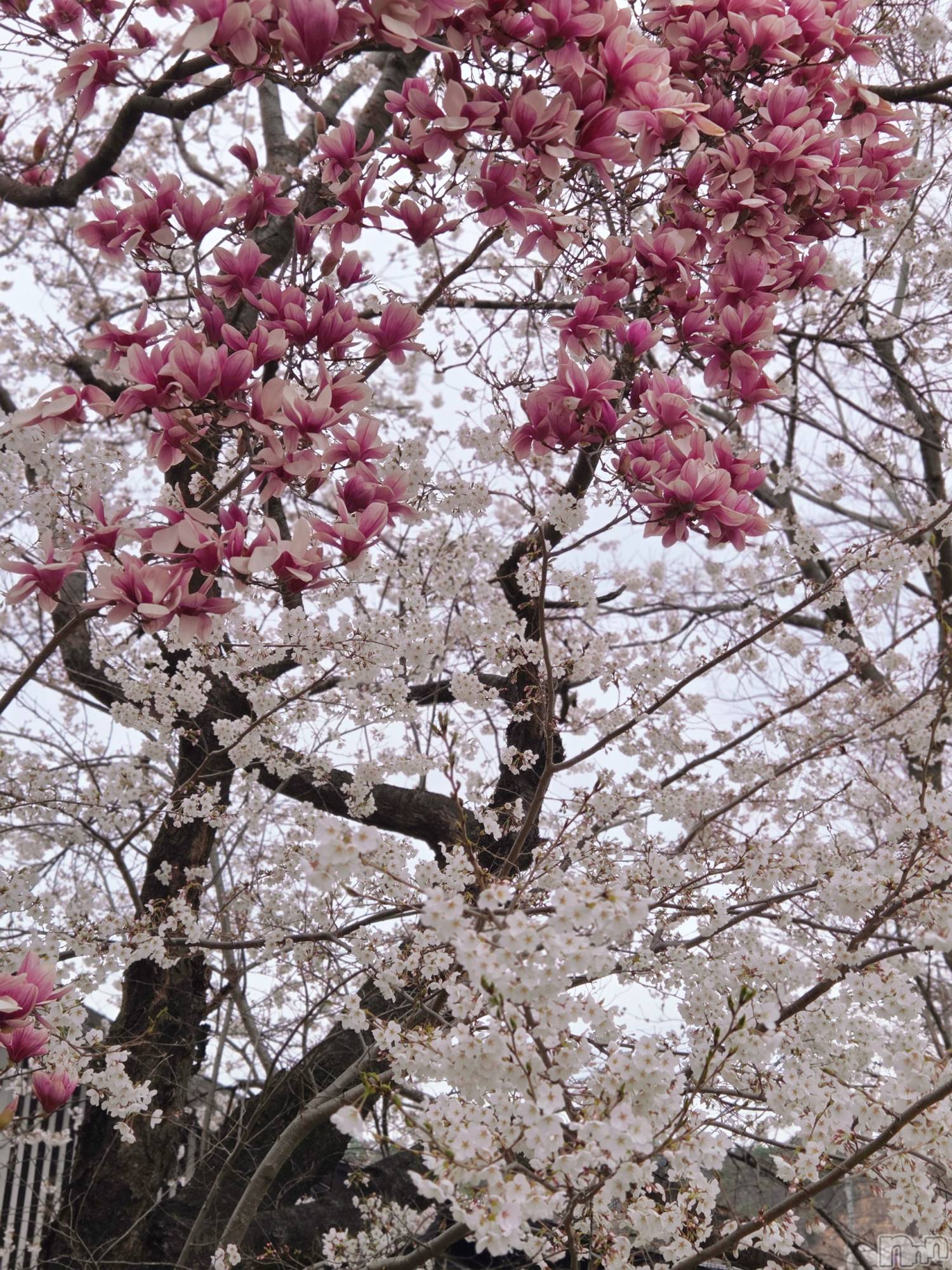 ��Į����Х��顦����֥���� �ץ���� ����(����� �ץ���� ������) ��2026ǯ4��10���̥�֥�����🌸��