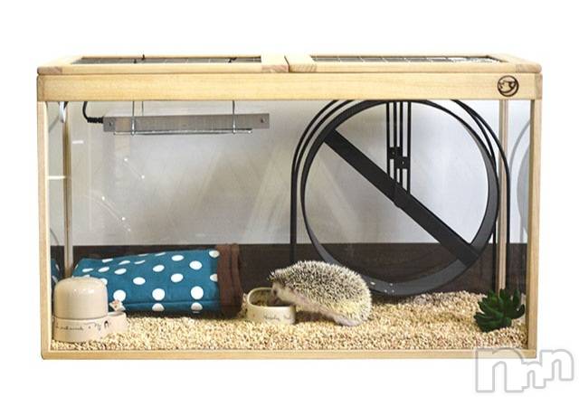 ��Į����Х��顦����֥���� �ץ���� ����(����� �ץ���� ������) ��2026ǯ4��10���̥�֥�����🤔��