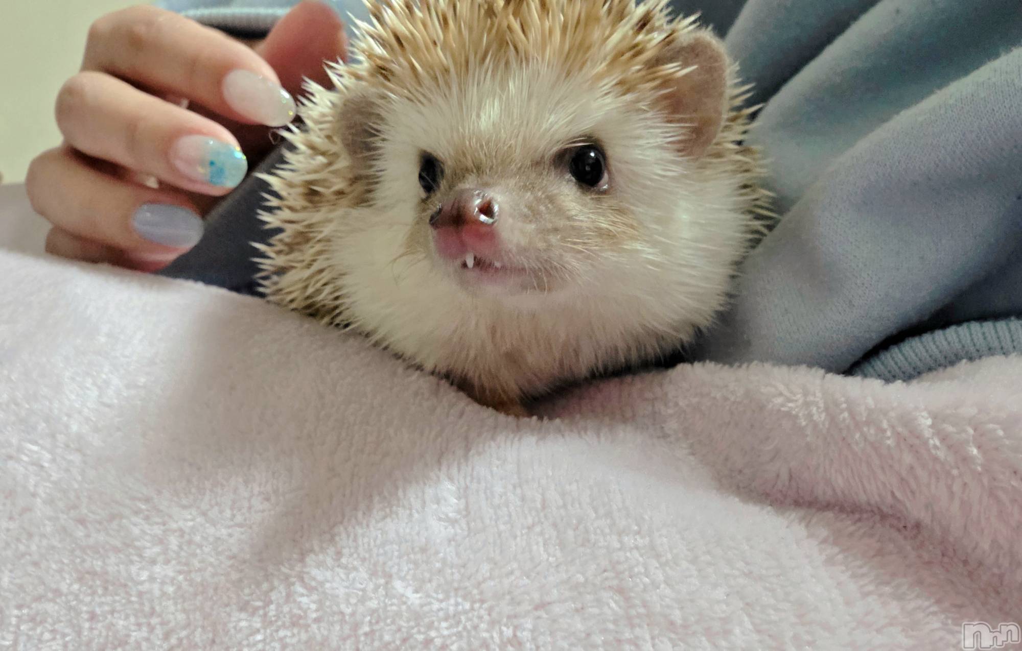 ��Į����Х��顦����֥���� �ץ���� ����(����� �ץ���� ������) ��2026ǯ4��23���̥�֥�����🩷��