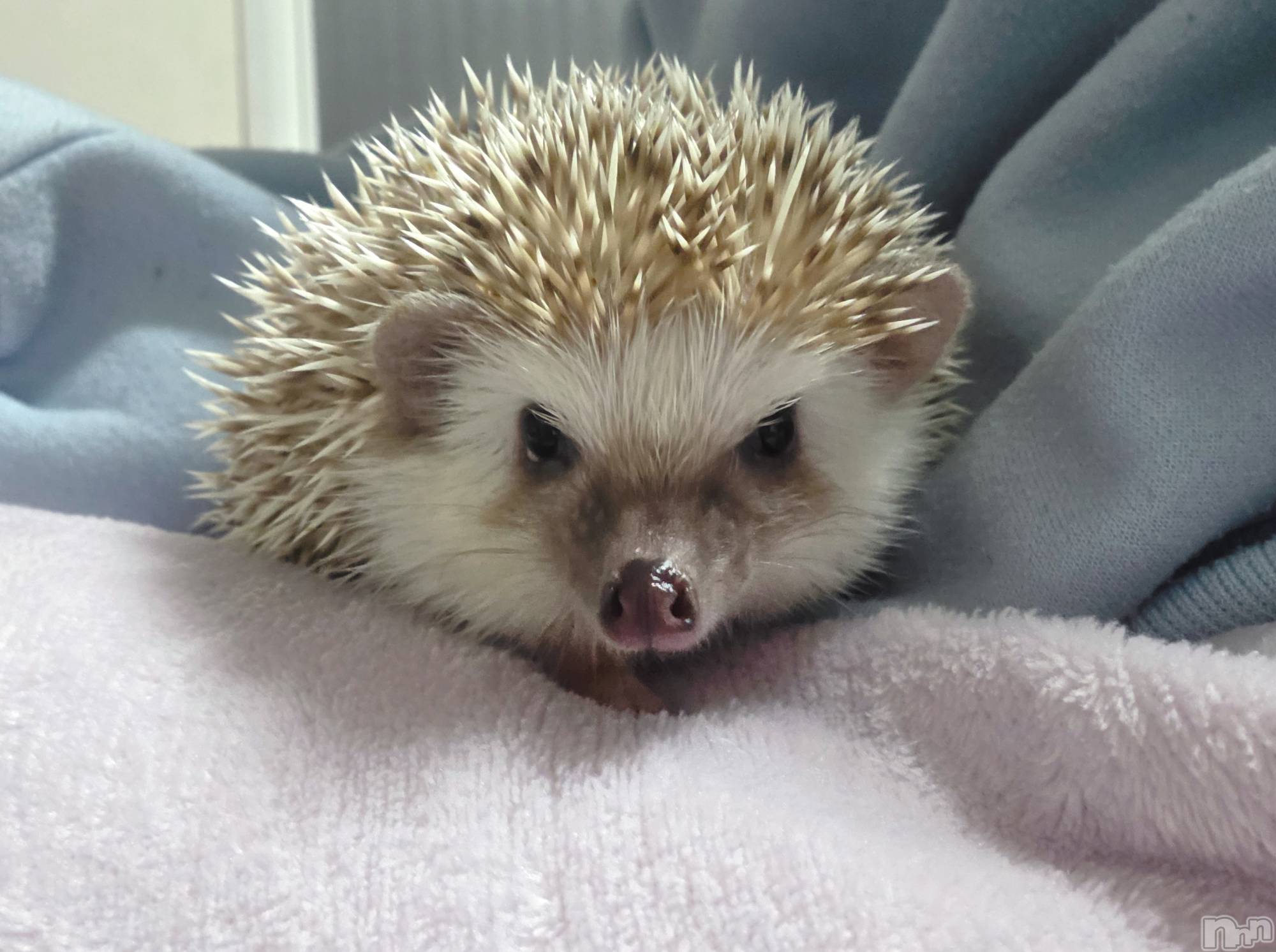 ��Į����Х��顦����֥���� �ץ���� ����(����� �ץ���� ������) ��2026ǯ4��24���̥�֥�����😏��