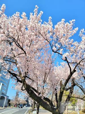 ĮХ顦֥ ץ ( ץ ) ǵʤߤ323̥֥🌸