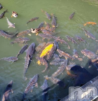 ĮХ顦֥ ץ ( ץ ) ǵʤߤ328̥֥🐟