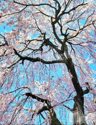 ĮХ顦֥ ץ ( ץ ) ǵʤߤ44̥֥🌸