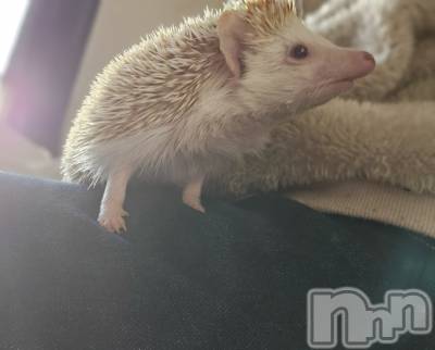 ĮХ顦֥ ץ ( ץ ) ǵʤߤ1222̥֥🦔