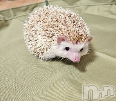 ĮХ顦֥ ץ ( ץ ) ǵʤߤ62̥֥🦔