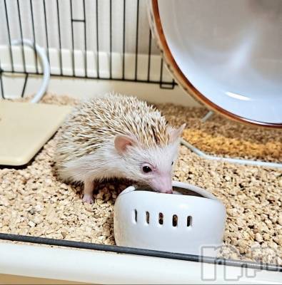 ĮХ顦֥ ץ ( ץ ) ǵʤߤ617̥֥🦔⸒⸒
